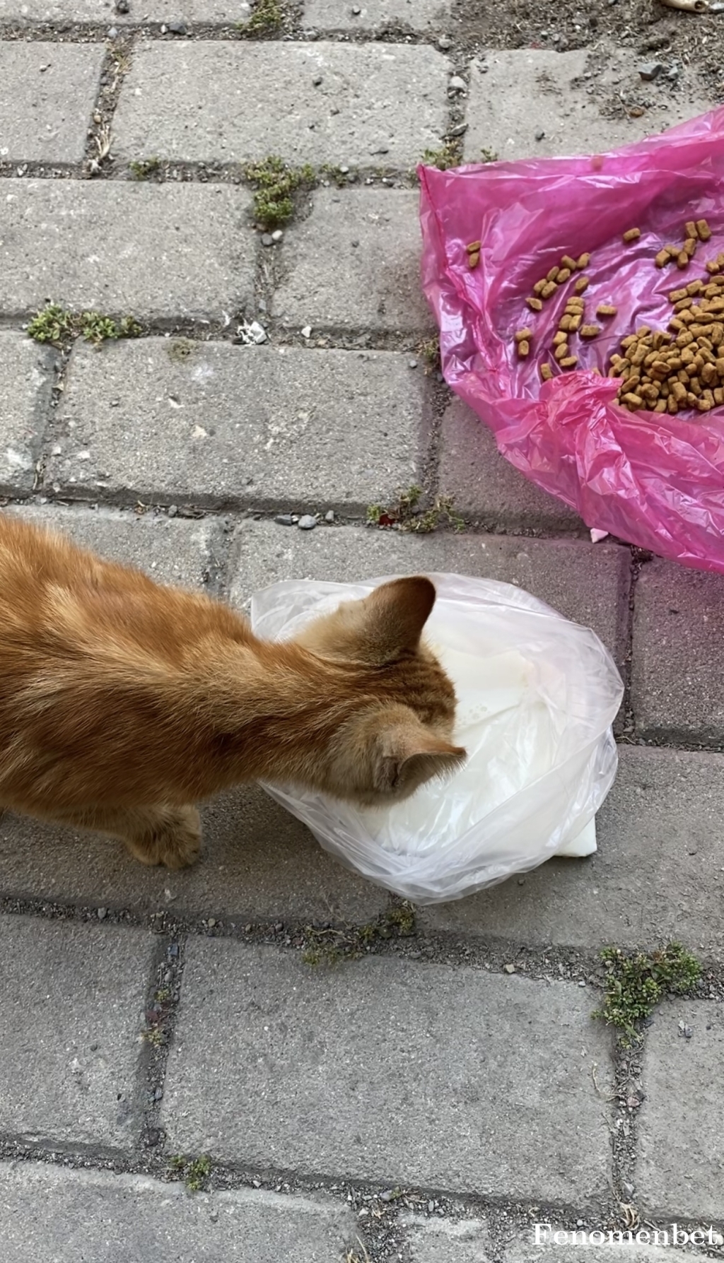 denizcimbom60 tarafından paylaşıldı