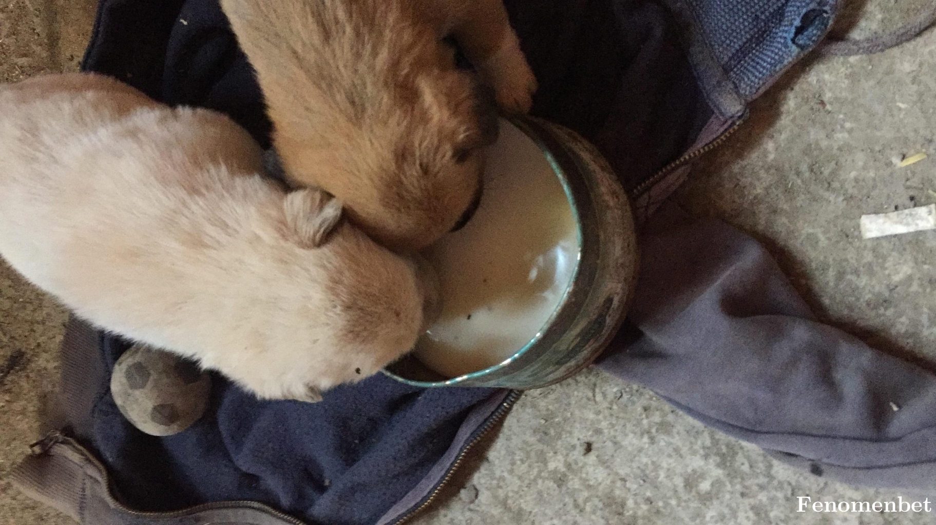 Memetbag52 tarafından paylaşıldı