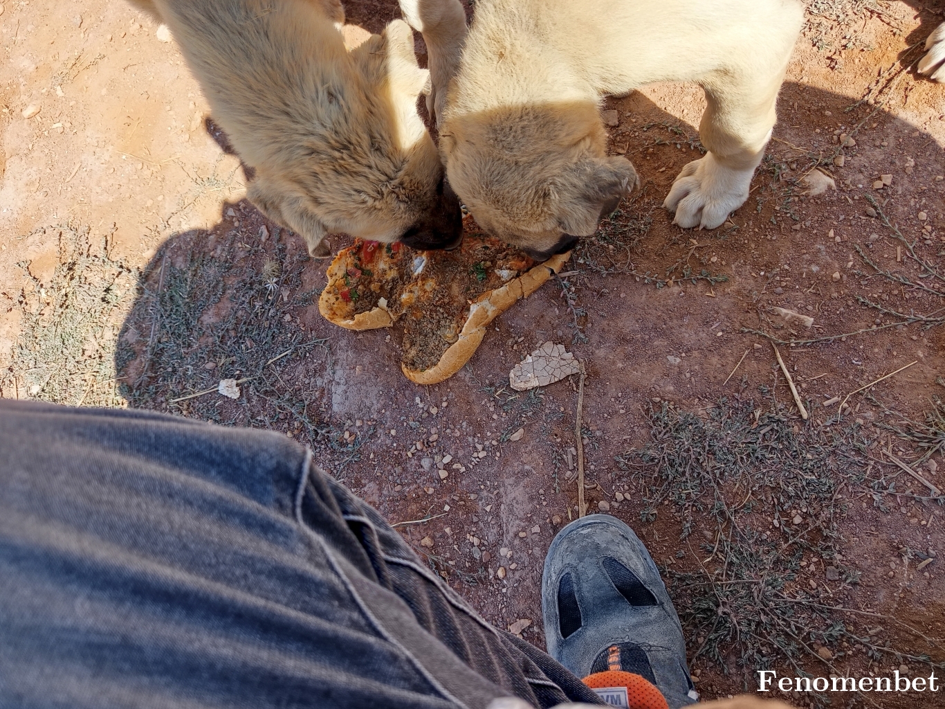 enesahmet46 tarafından paylaşıldı