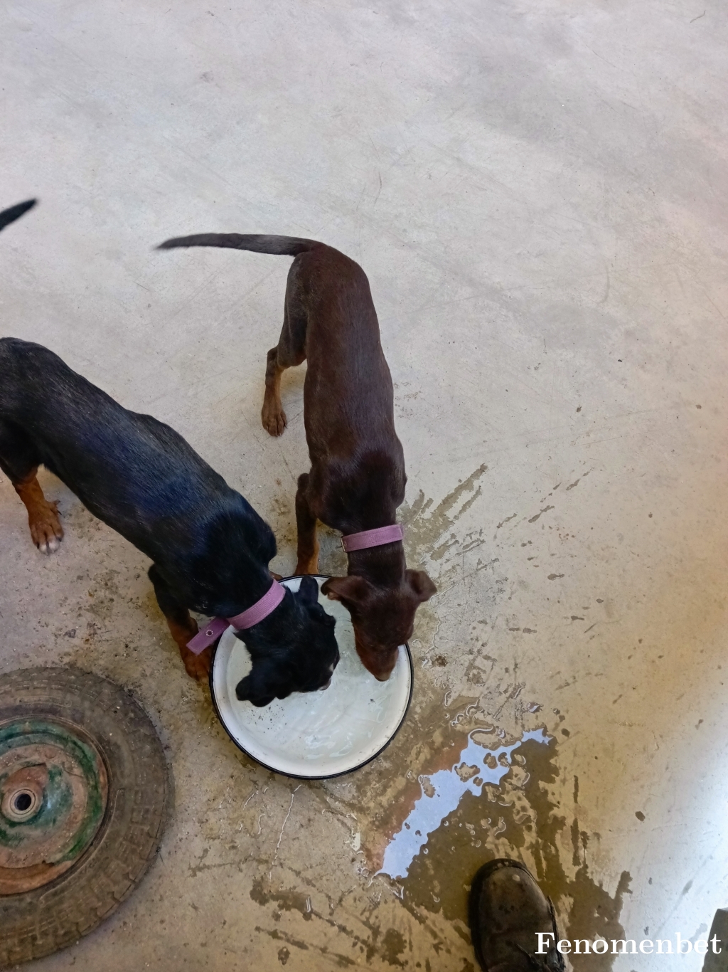 ottoman8383 tarafından paylaşıldı