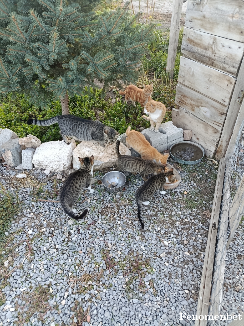 Patiseria tarafından paylaşıldı