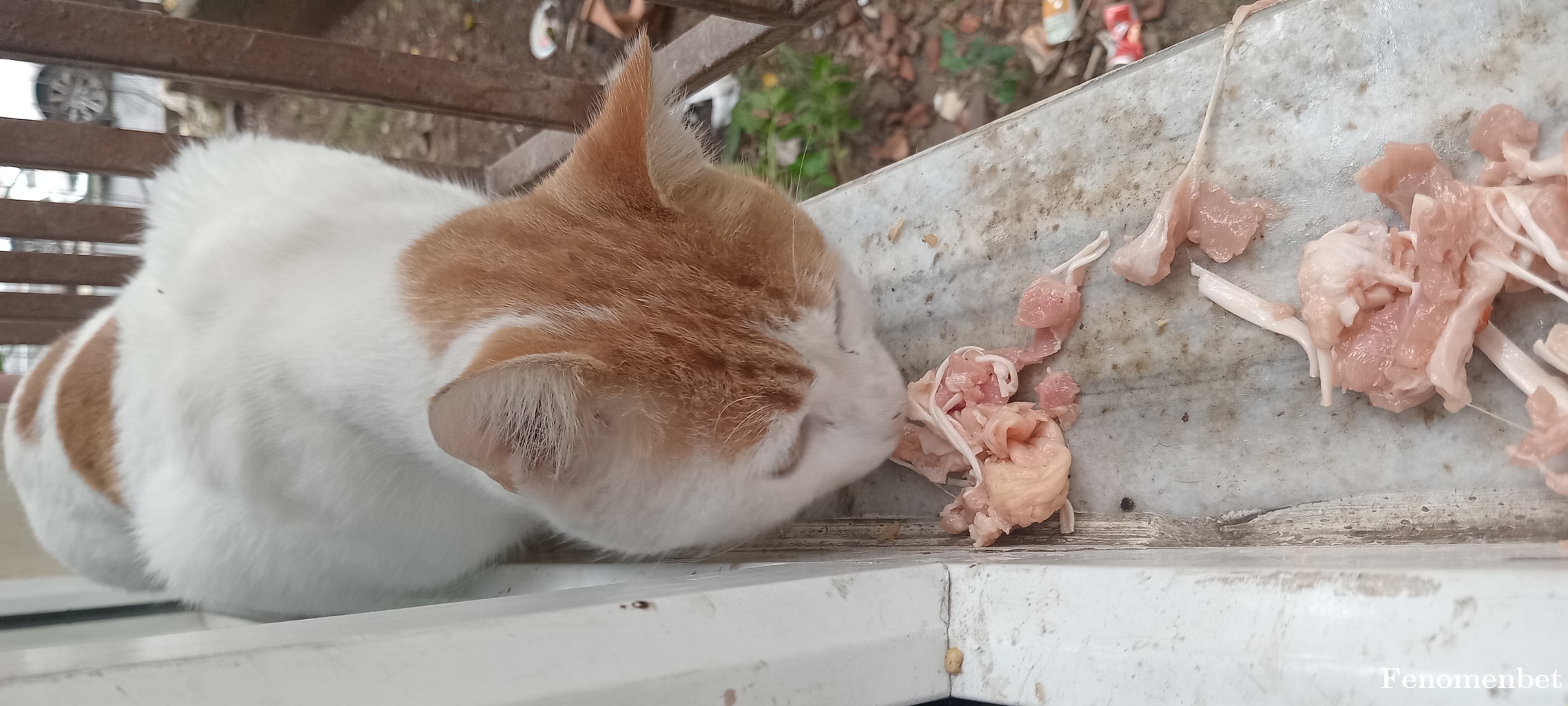 Hamerli61  tarafından paylaşıldı