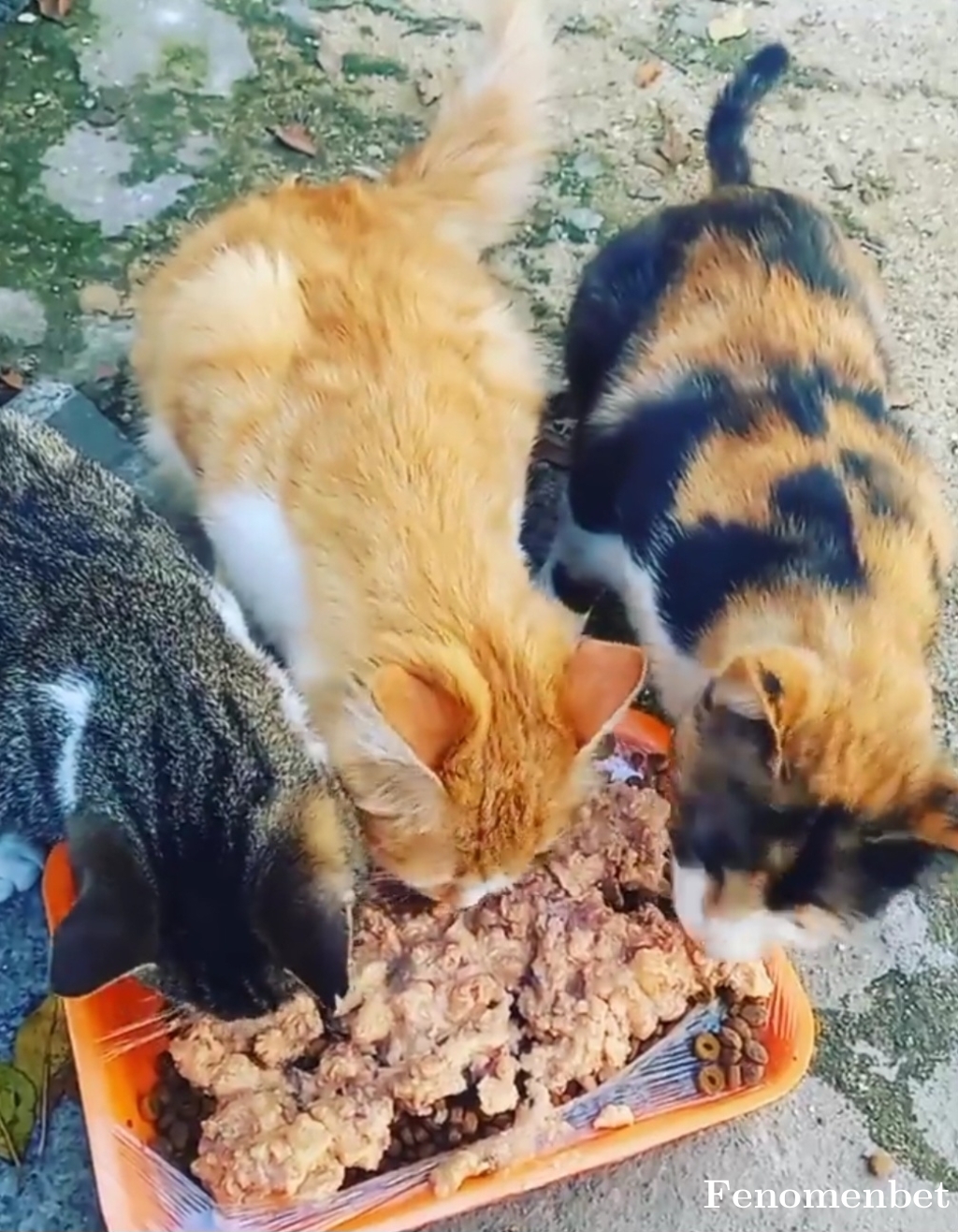 Musti5260p tarafından paylaşıldı