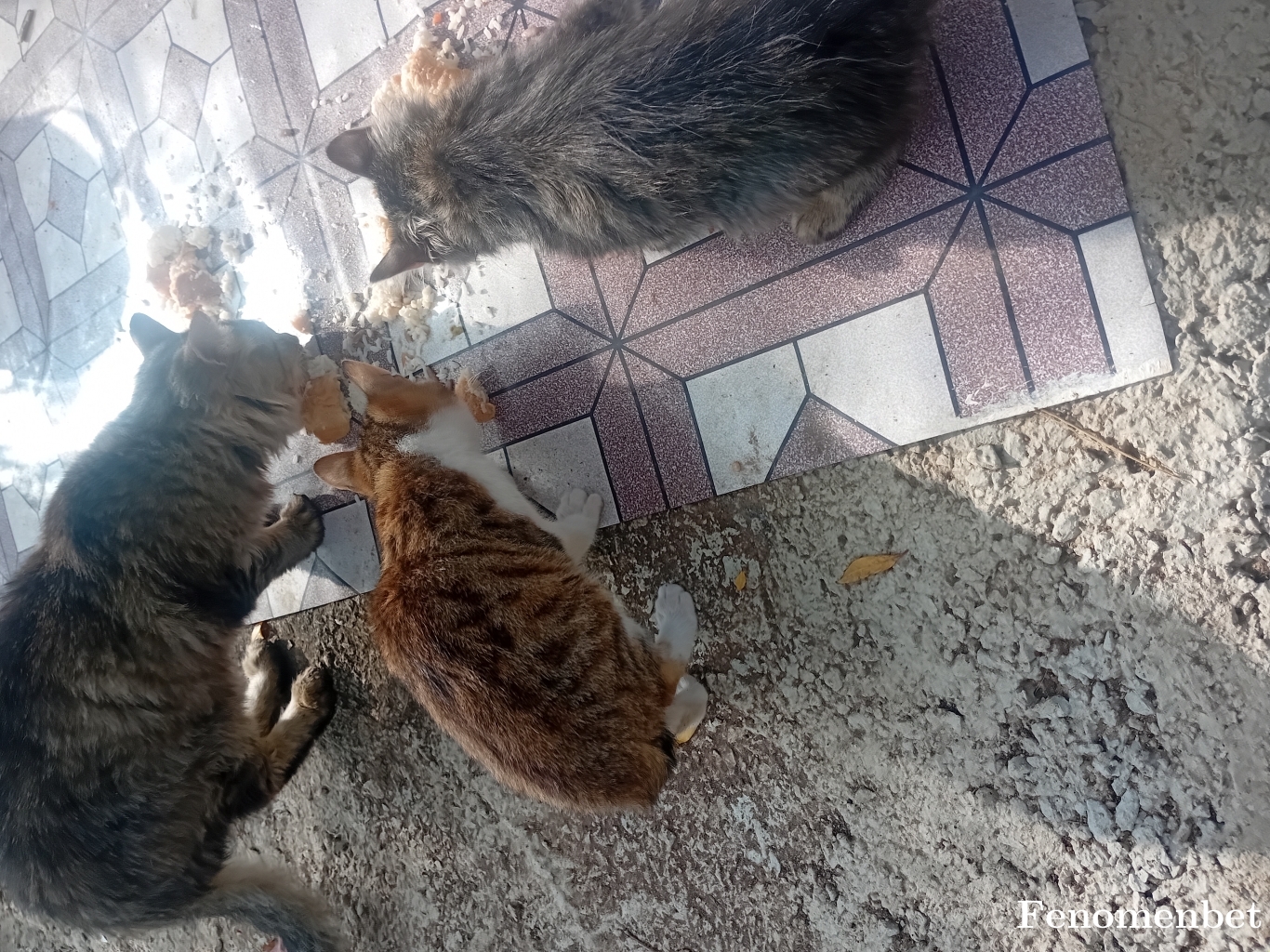 Oguz399 tarafından paylaşıldı