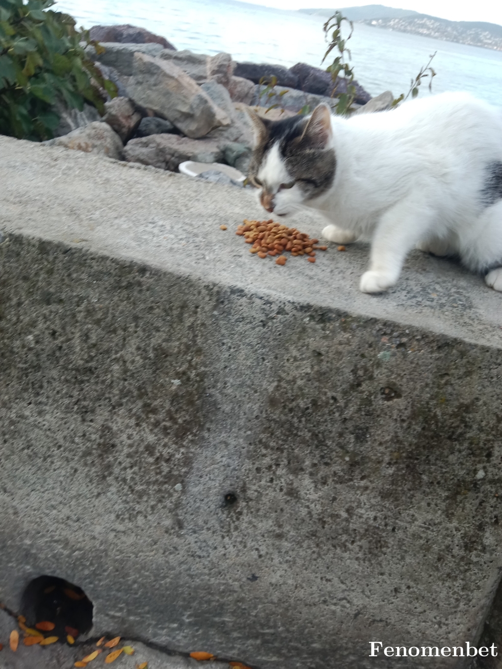 pischo tarafından paylaşıldı