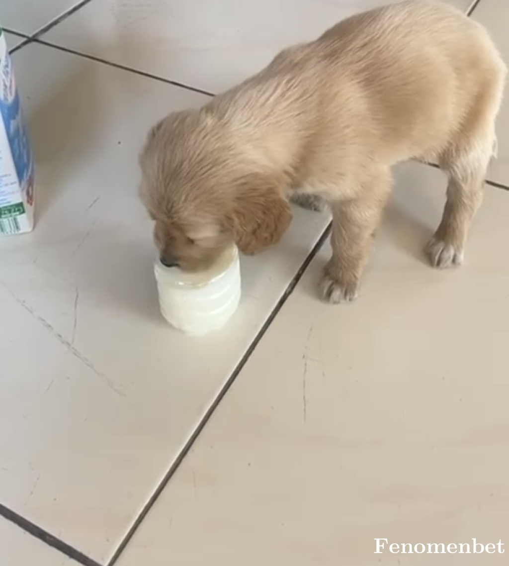 Tugay52 tarafından paylaşıldı