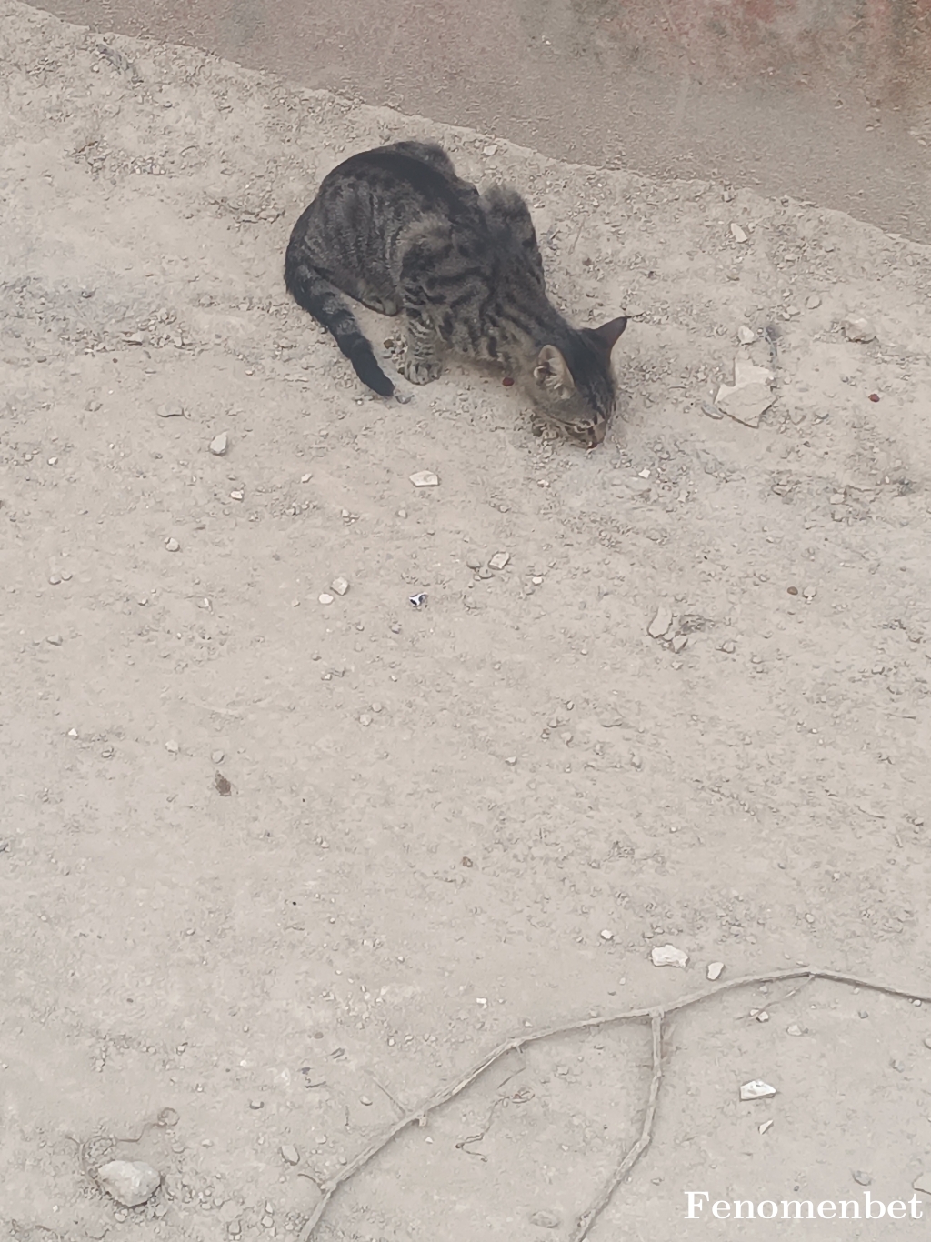 Gulsum633 tarafından paylaşıldı