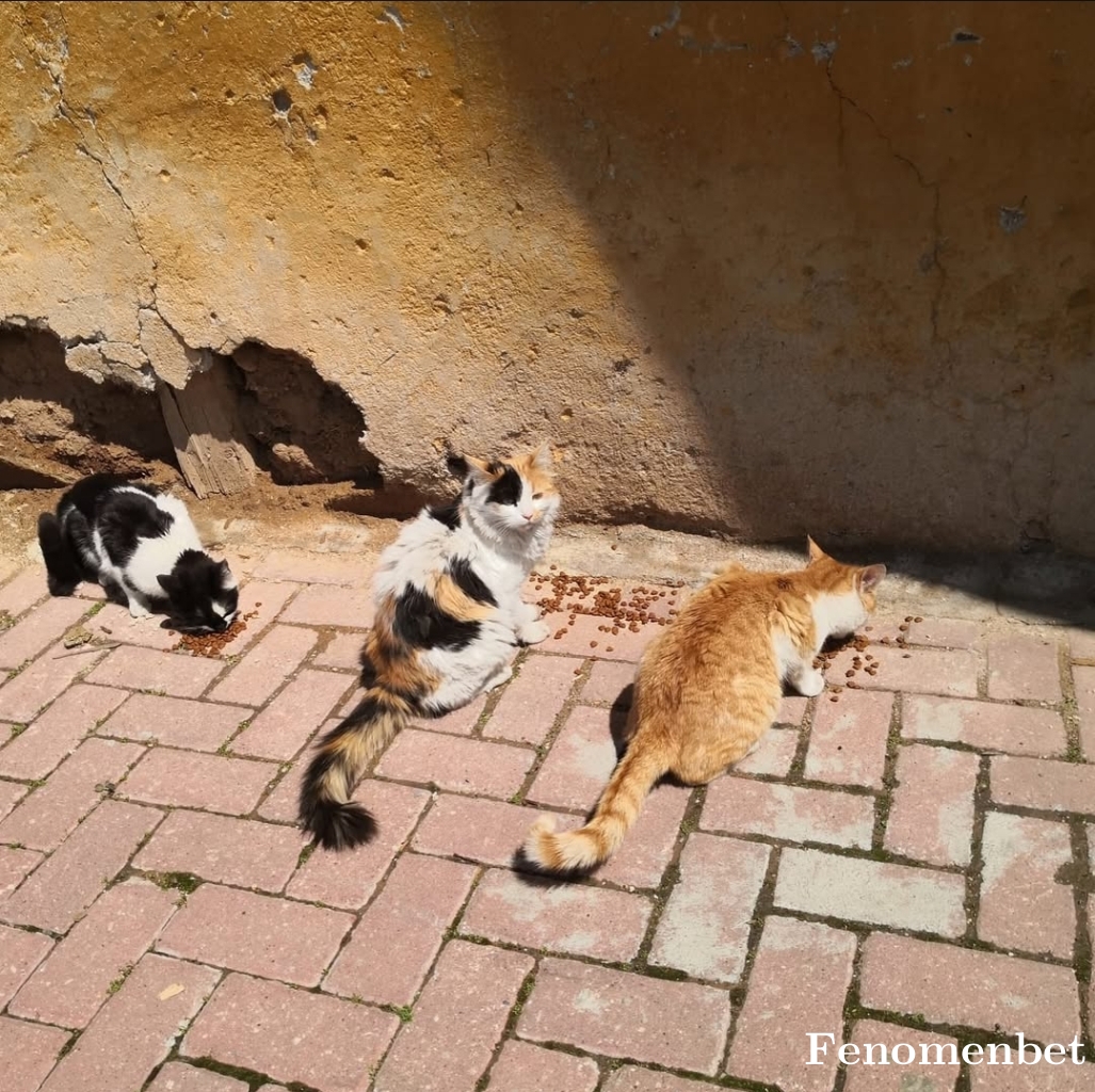 beroben tarafından paylaşıldı