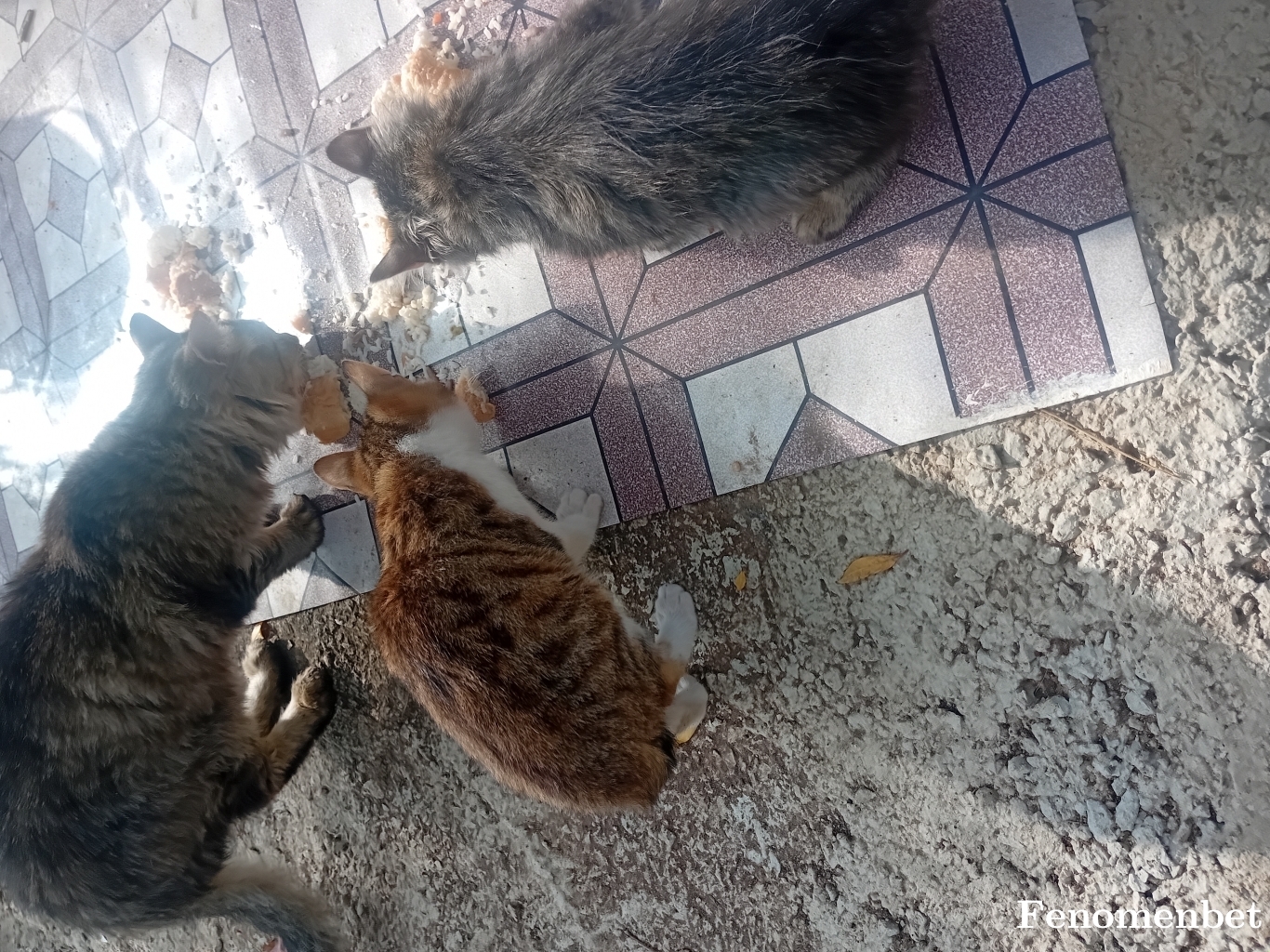 Erkan6007 tarafından paylaşıldı