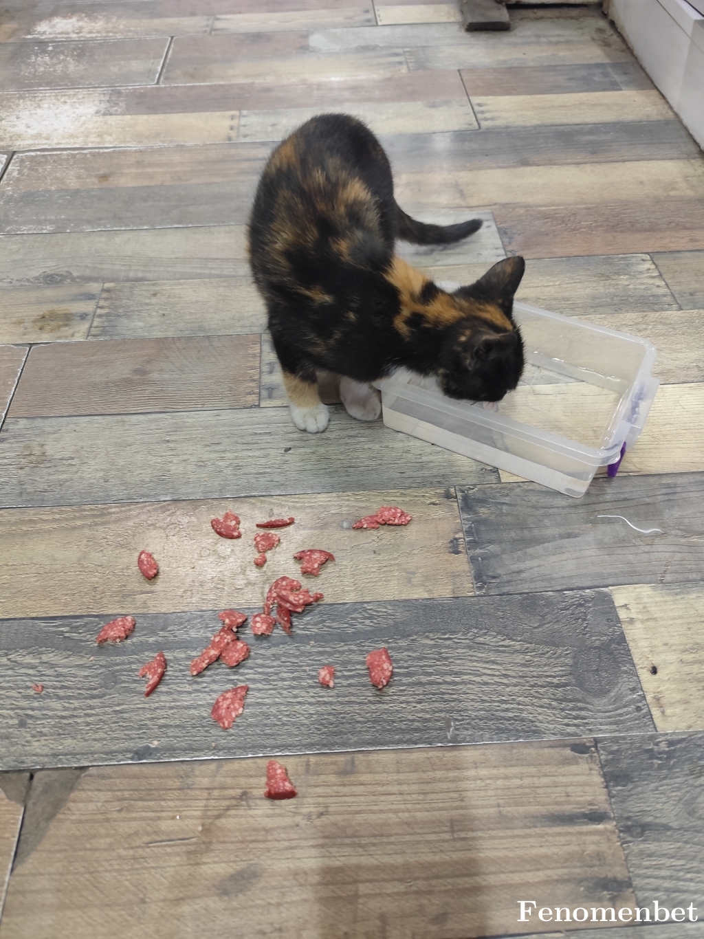 ferdiaks03 tarafından paylaşıldı