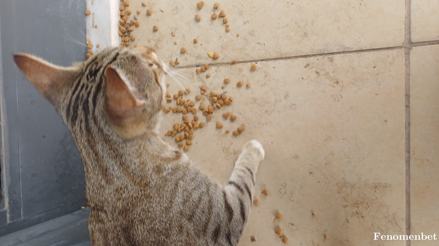 kaptanderya  tarafından paylaşıldı