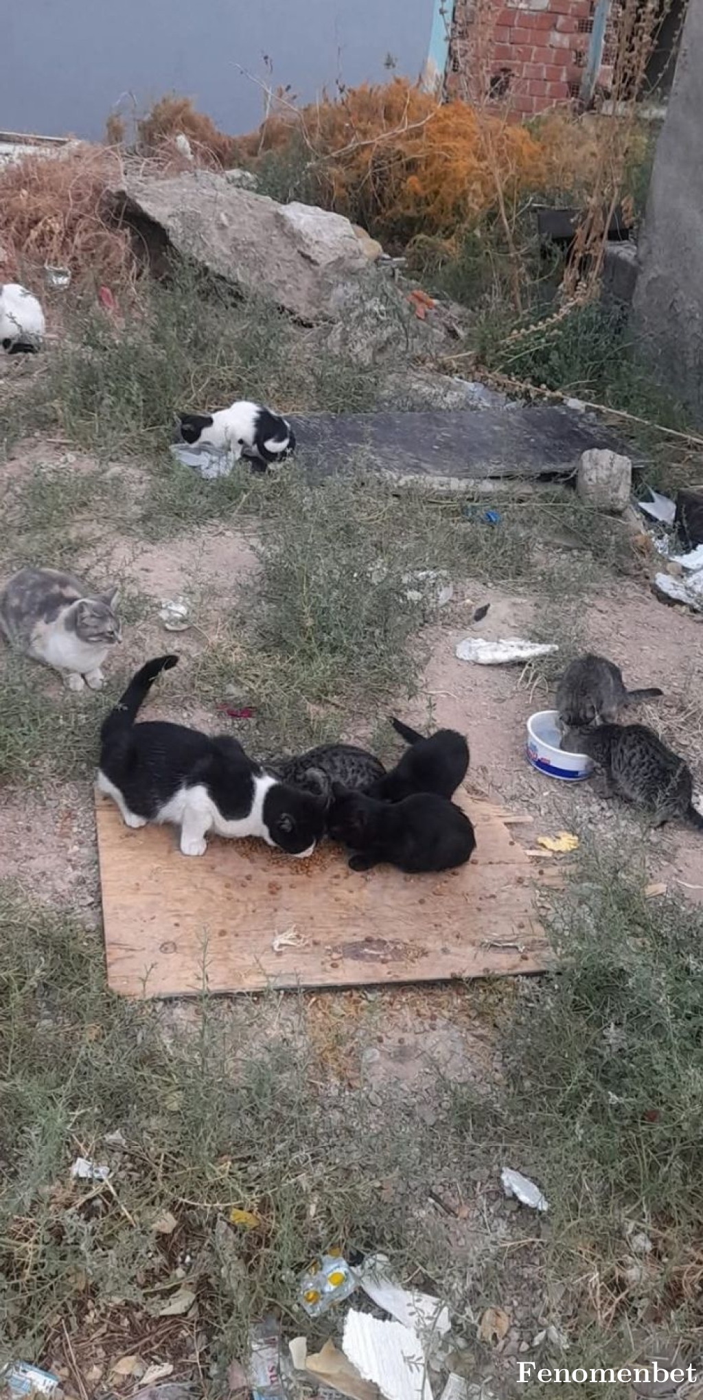 Mehmetakgun  tarafından paylaşıldı