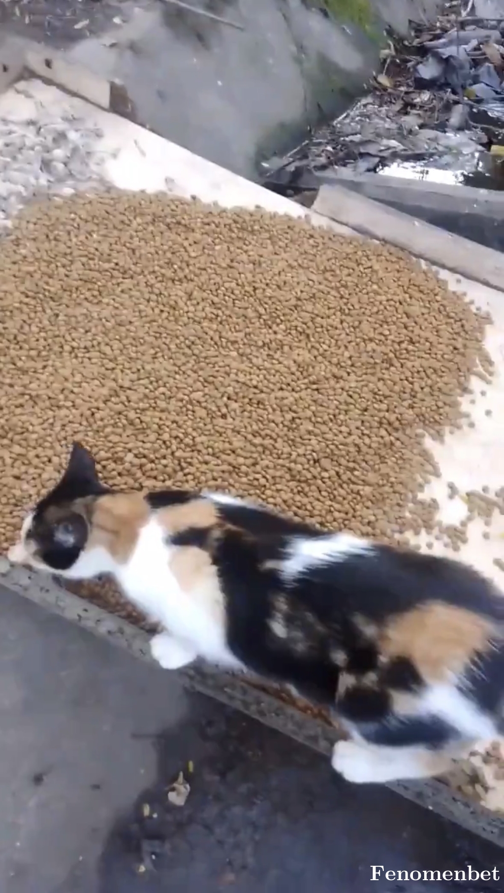 alone87 tarafından paylaşıldı