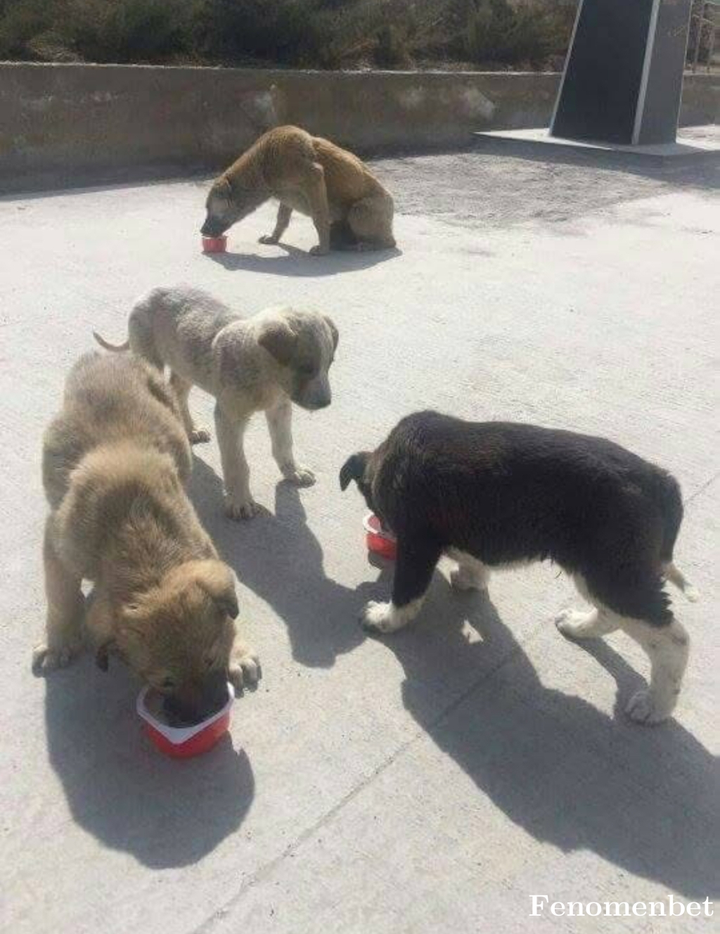 Arda5461 tarafından paylaşıldı