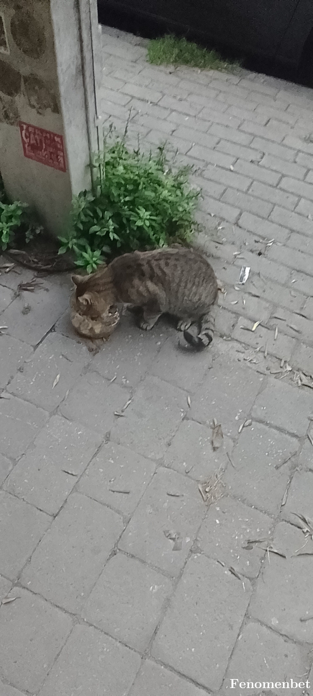 Kelebekmisin tarafından paylaşıldı