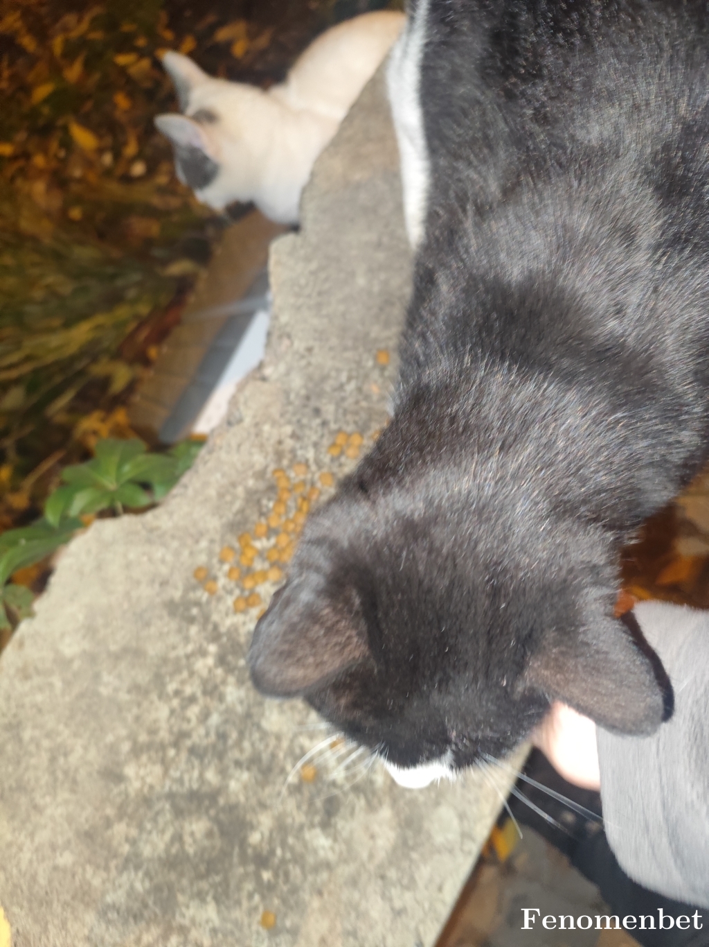 Fatihfth tarafından paylaşıldı