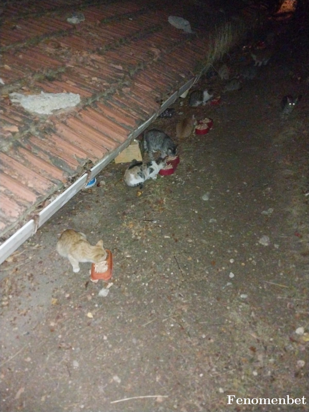 reyreyrey tarafından paylaşıldı