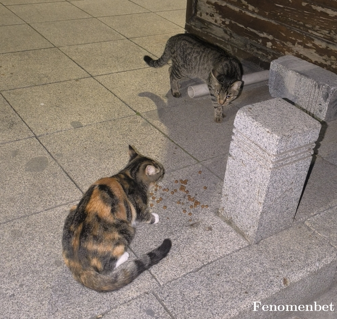 Crazyboy3434 tarafından paylaşıldı