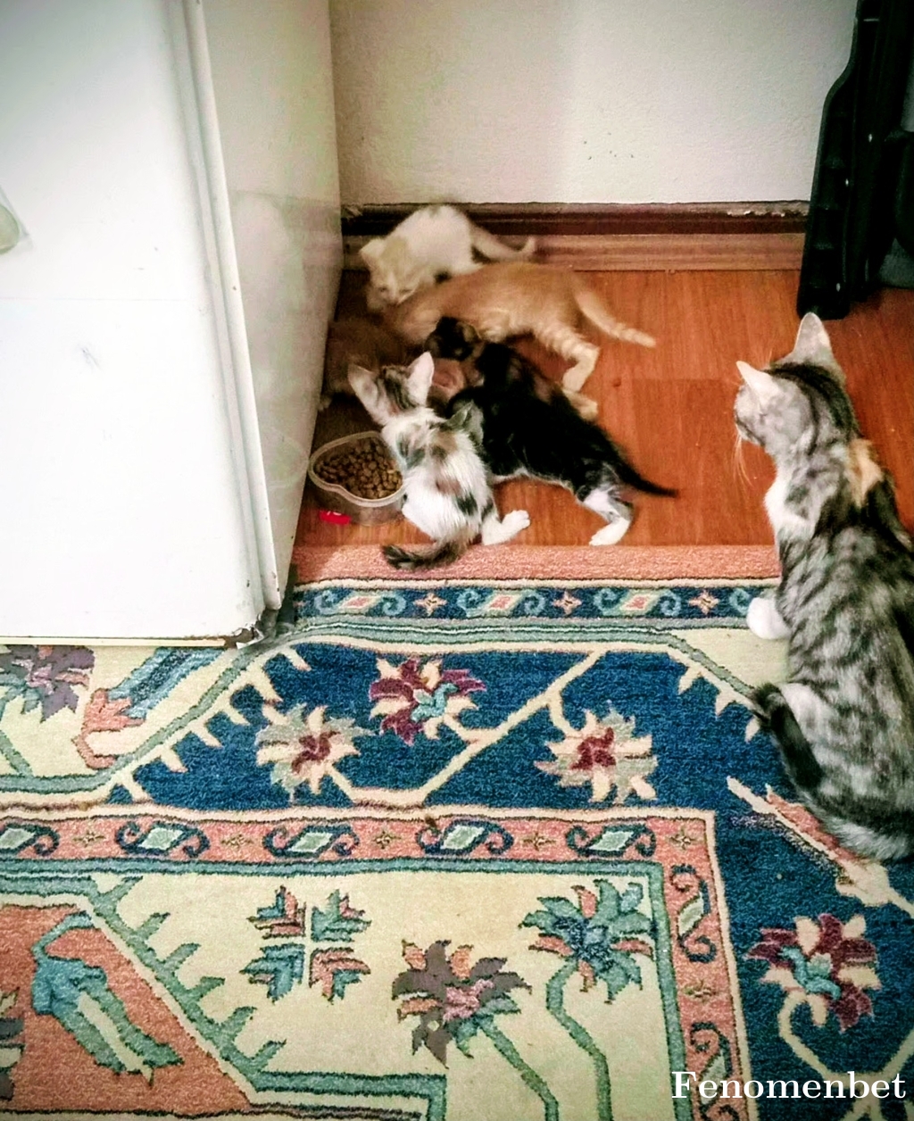 Mitobay tarafından paylaşıldı