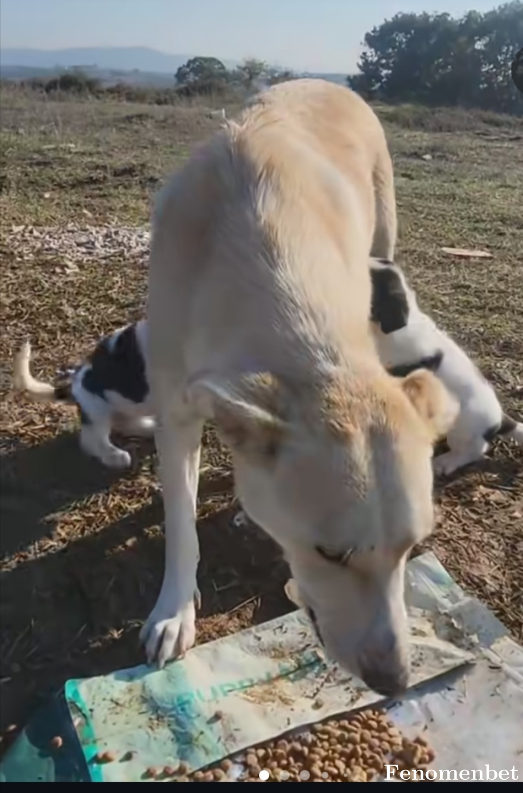 Kobral49  tarafından paylaşıldı