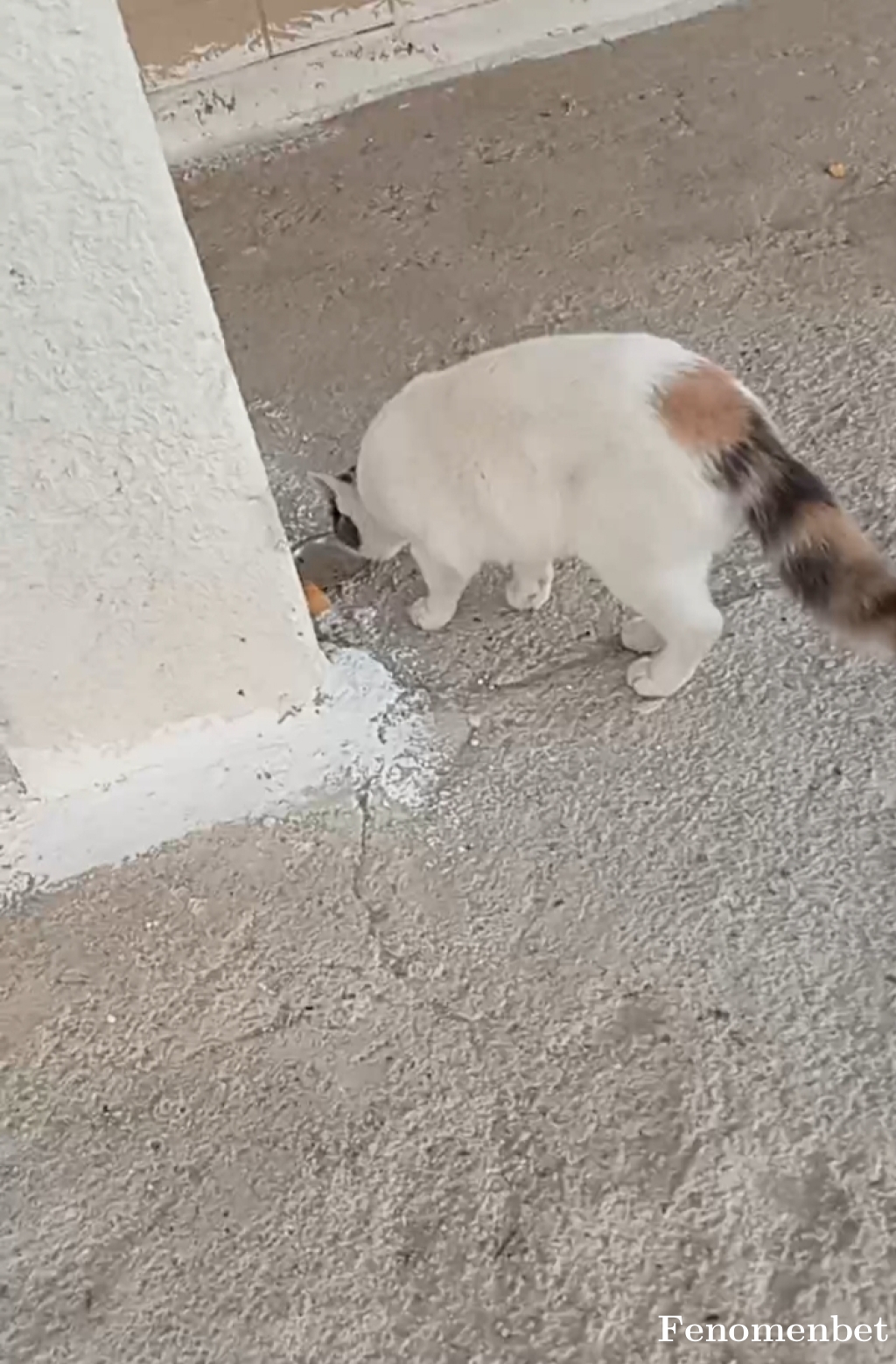 Ozgurokmen5806 tarafından paylaşıldı