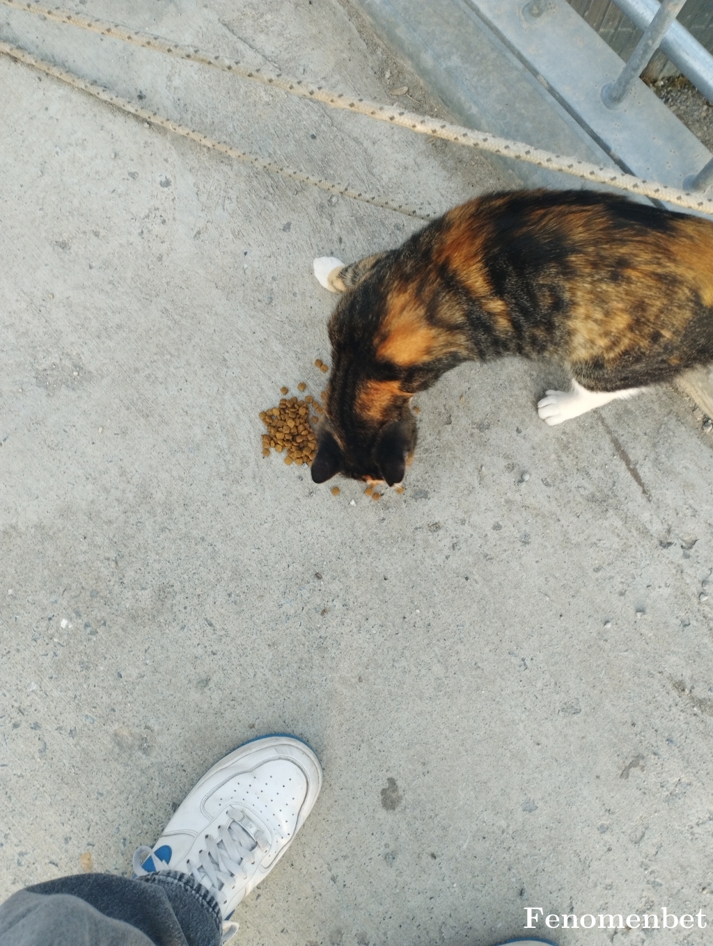 Nexo4343 tarafından paylaşıldı