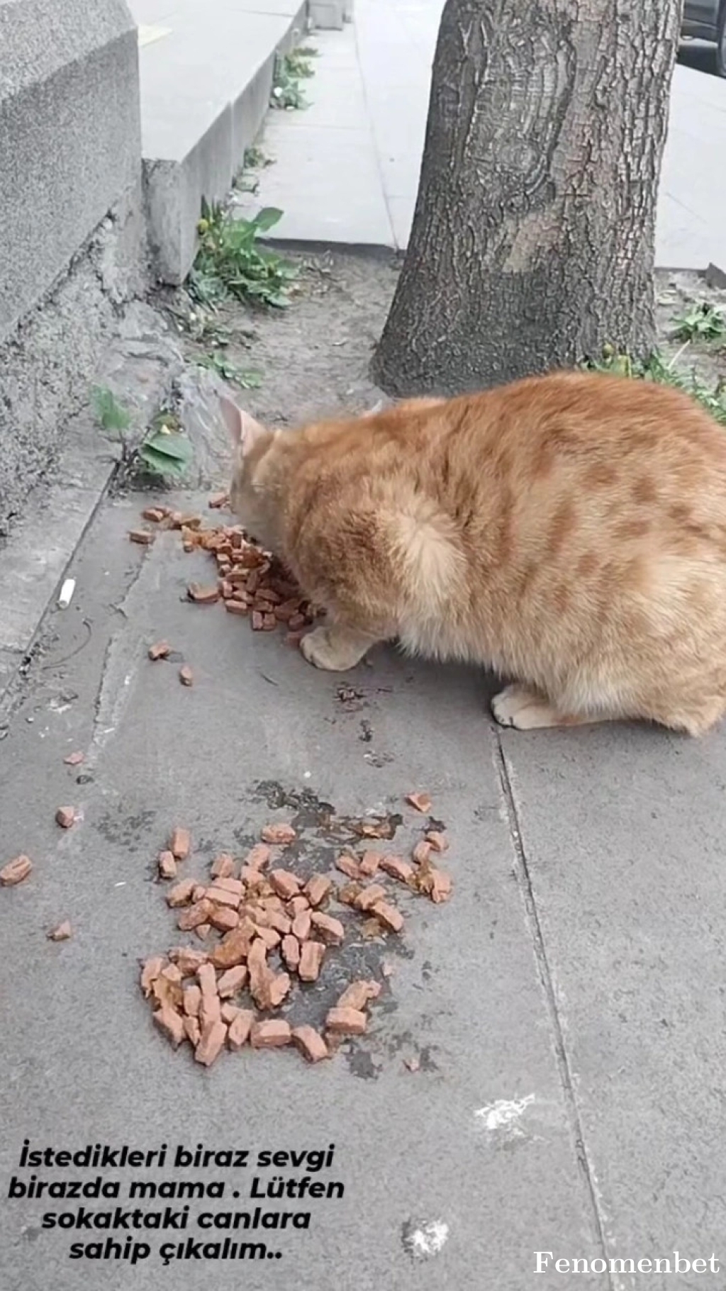 HAMAZ tarafından paylaşıldı