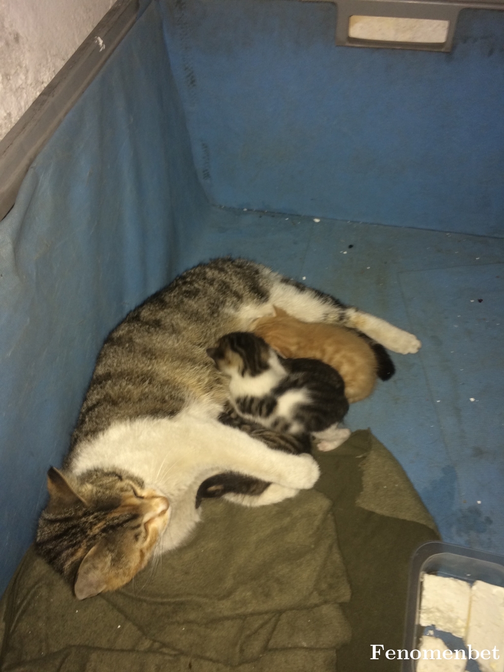 tolaspls tarafından paylaşıldı