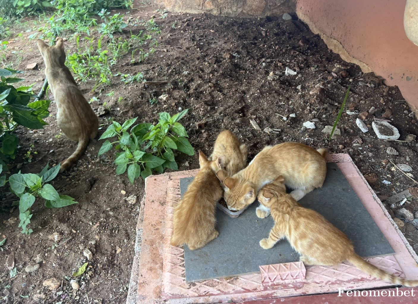 marcorosa tarafından paylaşıldı