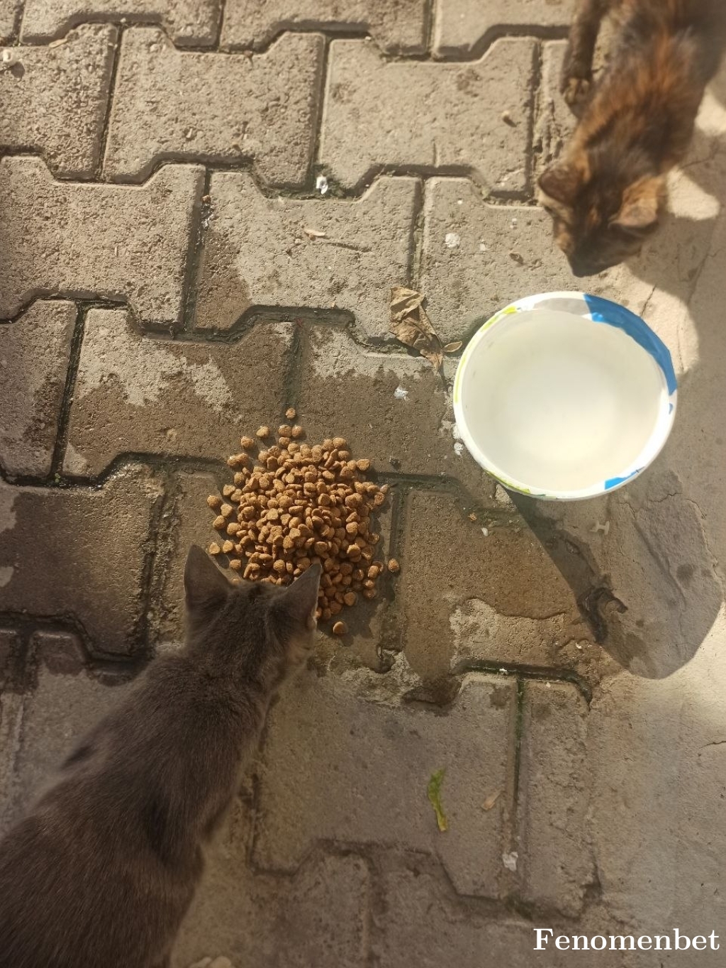 kingo1 tarafından paylaşıldı