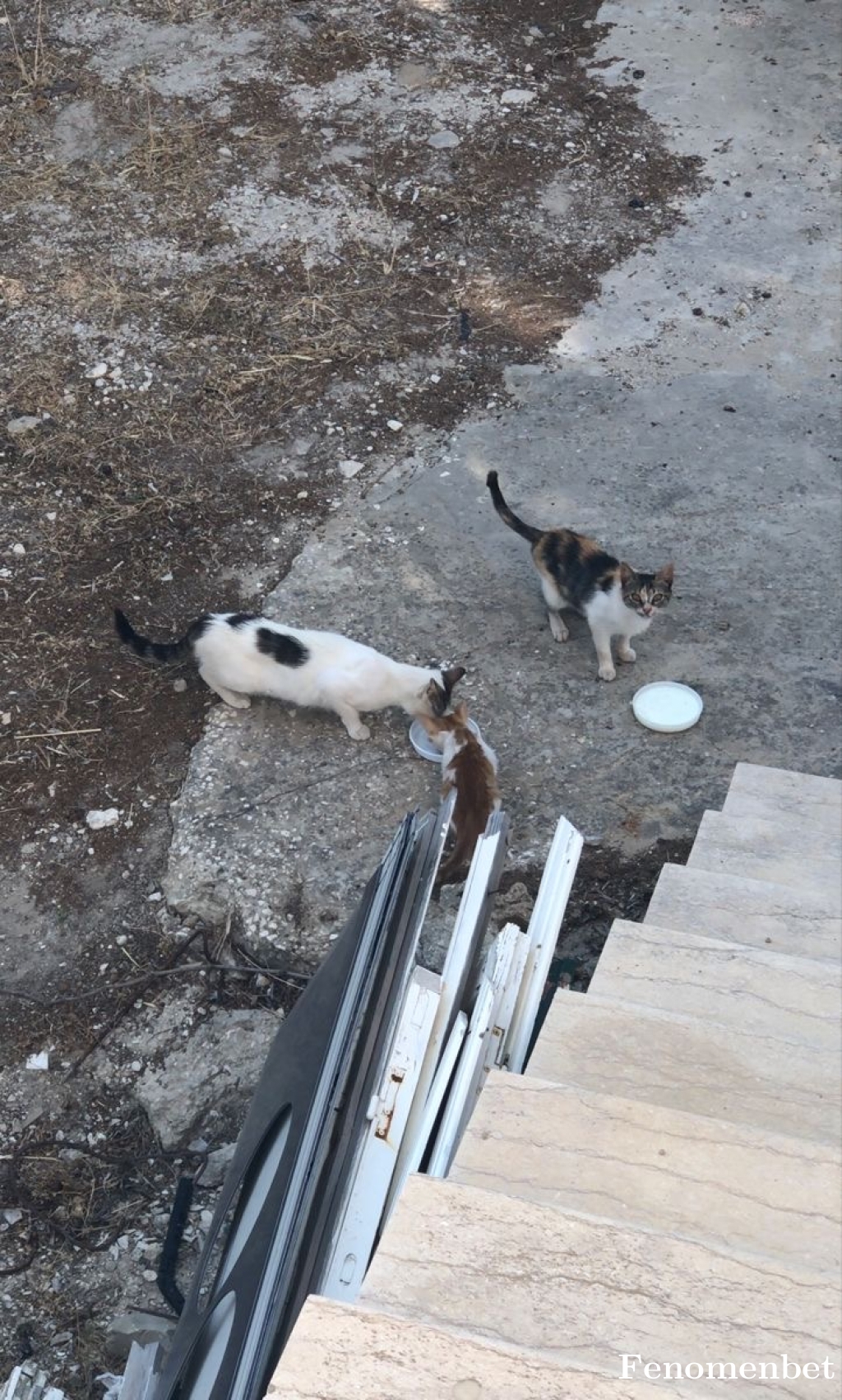 Fatime07 tarafından paylaşıldı