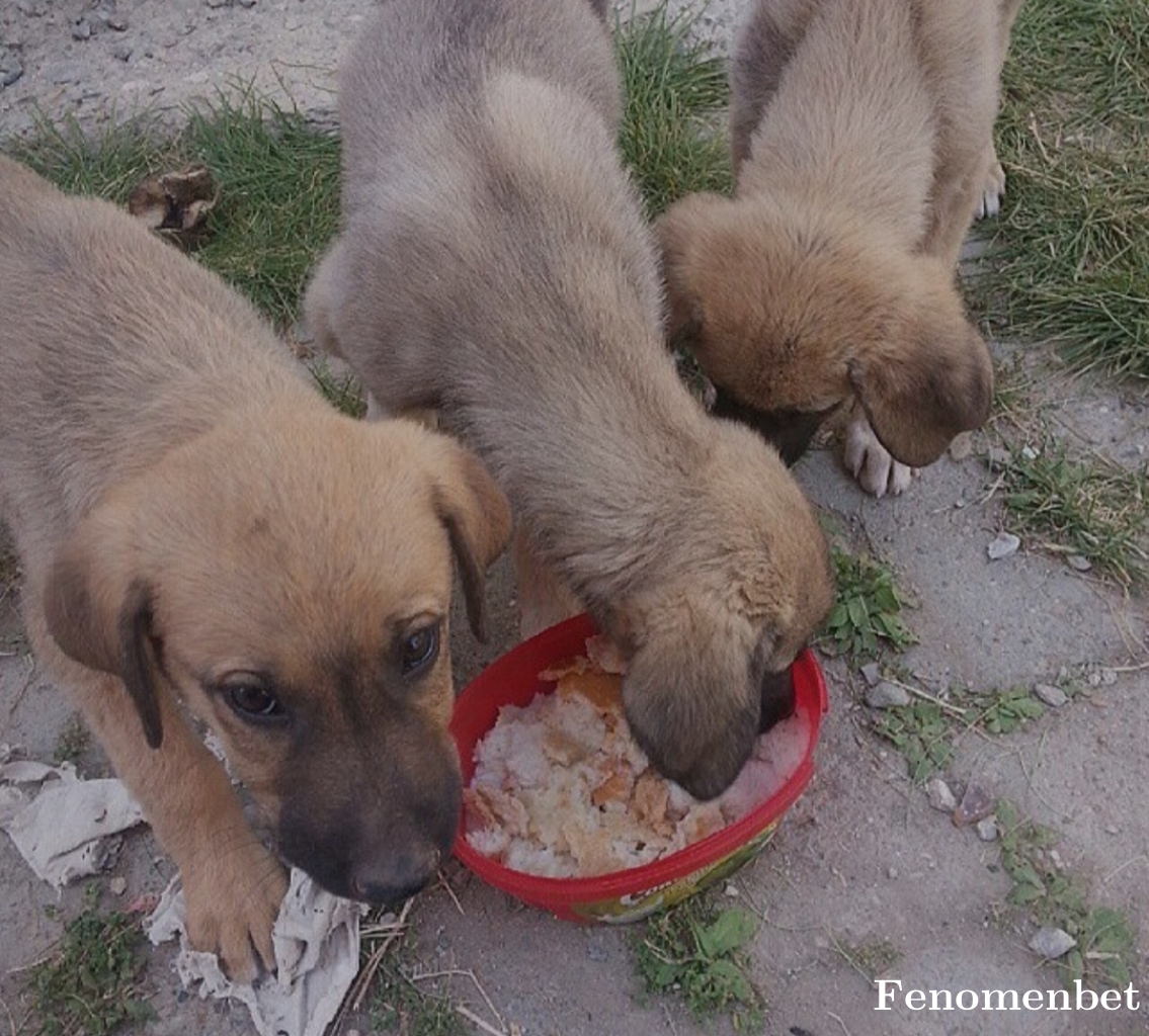 irem3776 tarafından paylaşıldı