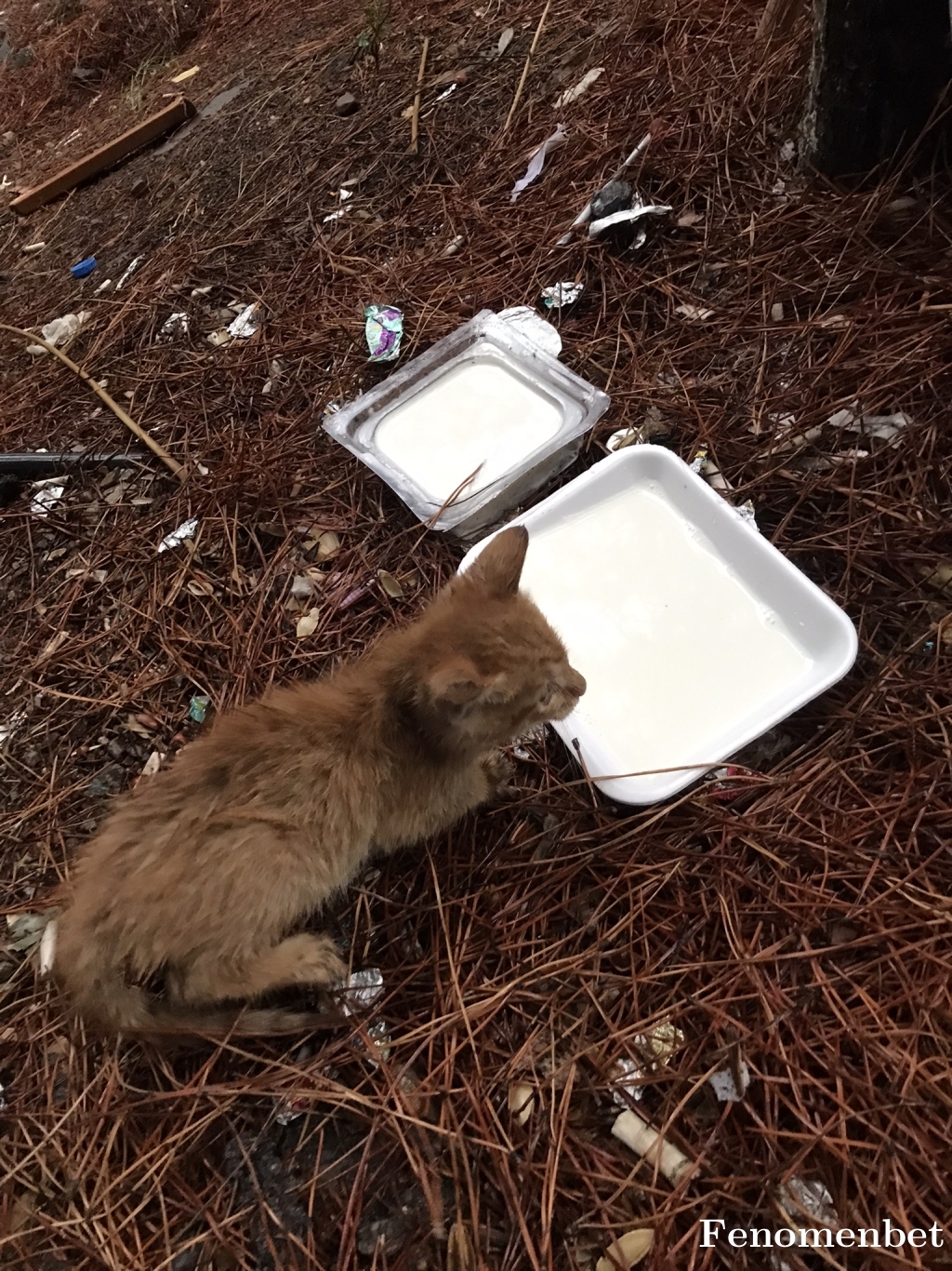 Casinovera tarafından paylaşıldı