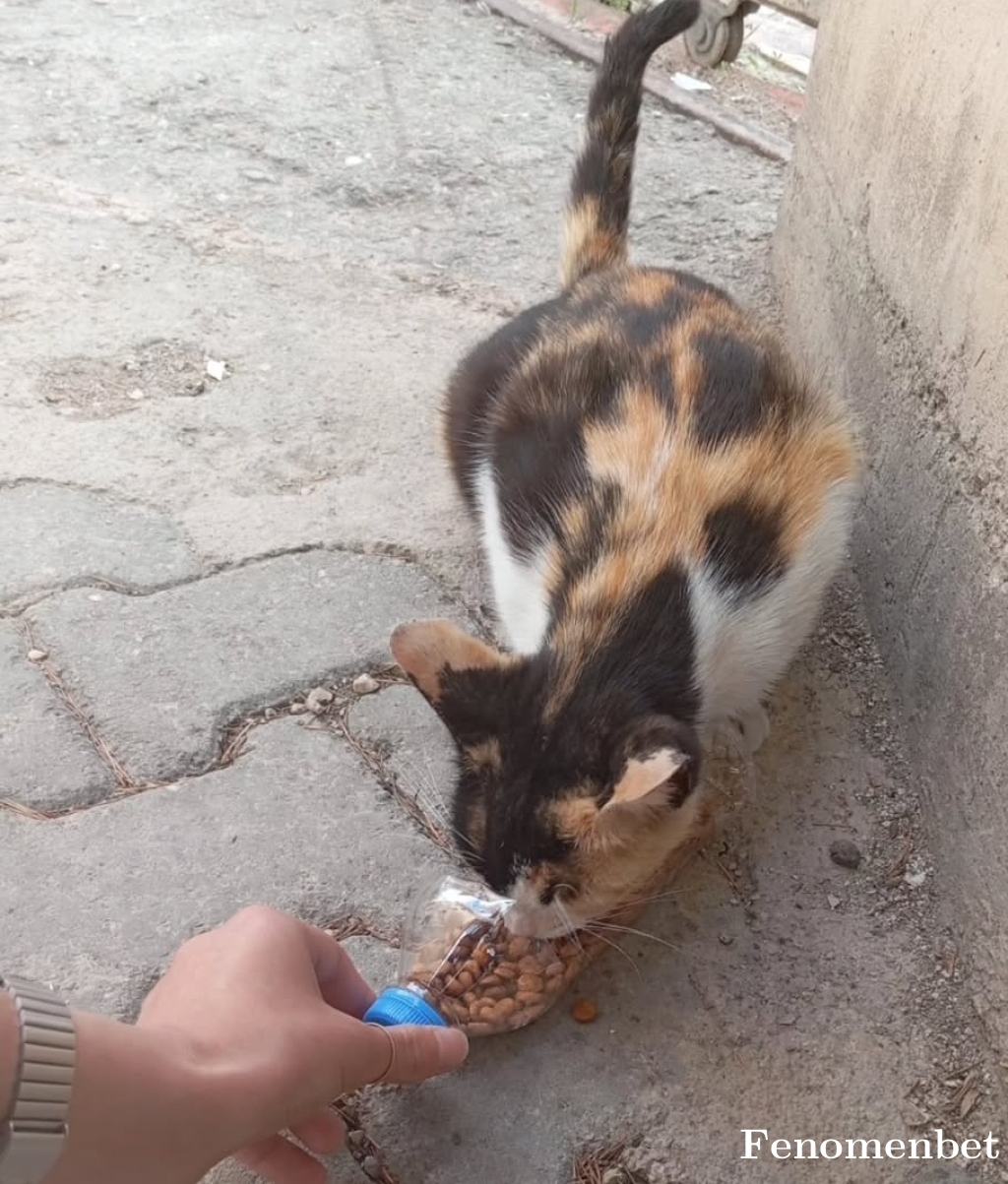Mustafakrky tarafından paylaşıldı