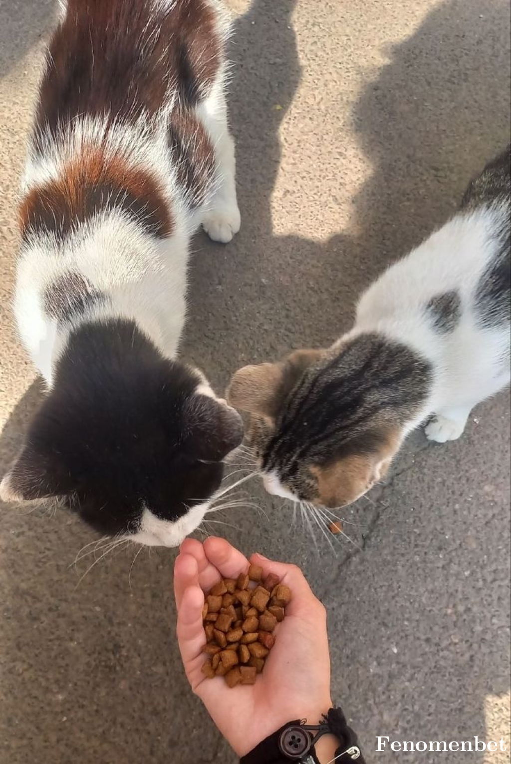 Emre818 tarafından paylaşıldı