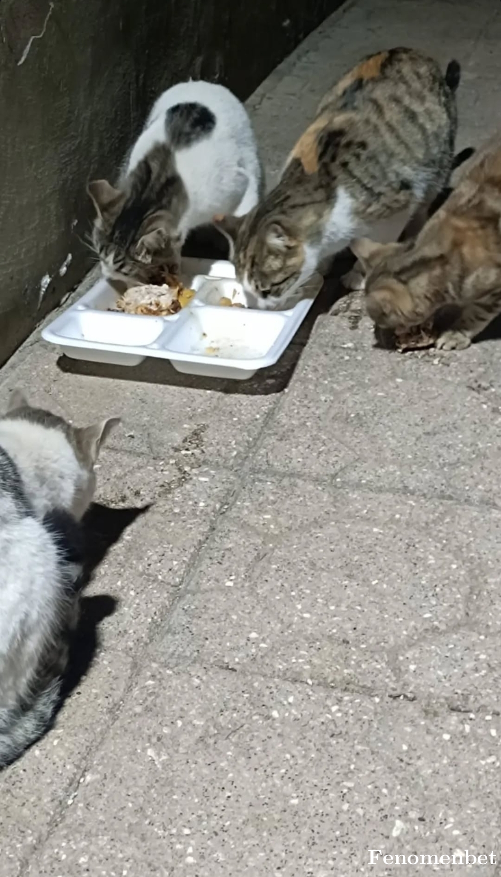 Dumdum211 tarafından paylaşıldı