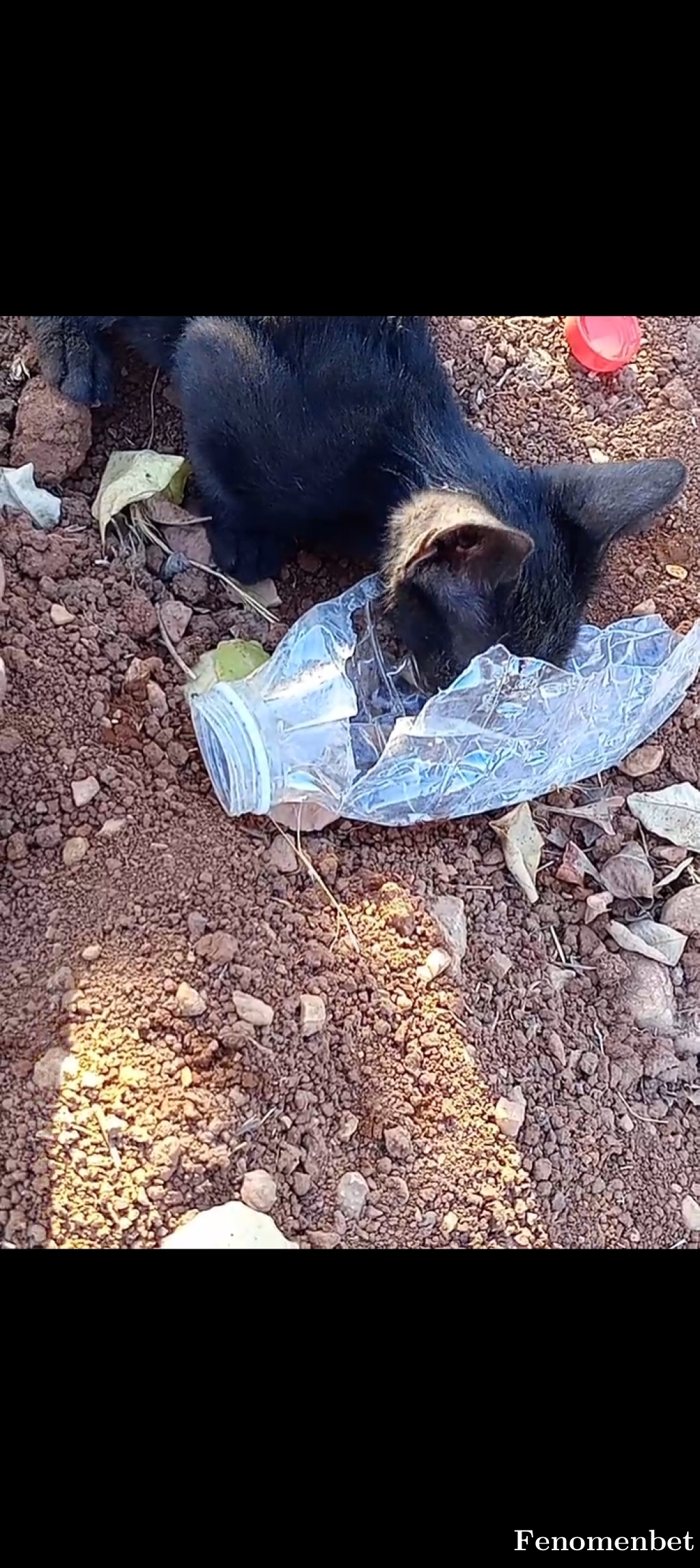 Kordon63 tarafından paylaşıldı