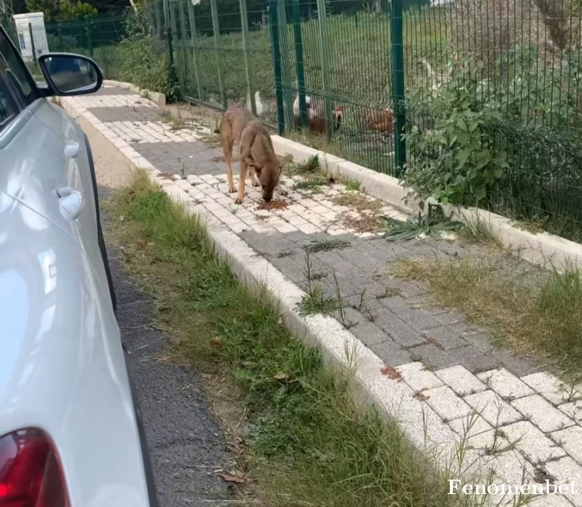 Hazeyn0 tarafından paylaşıldı