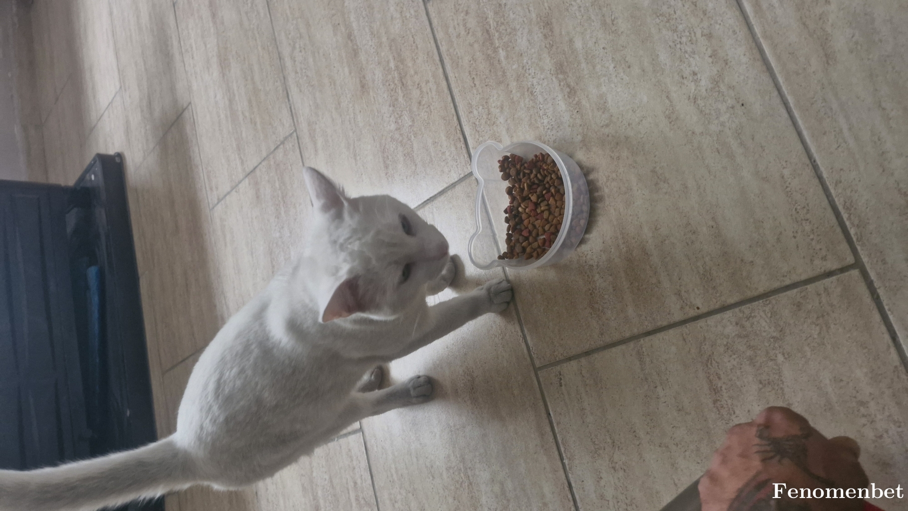 mert198448 tarafından paylaşıldı