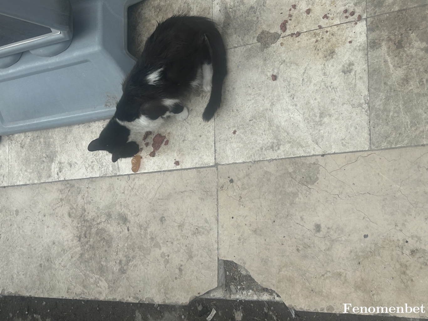 Fallen16 tarafından paylaşıldı