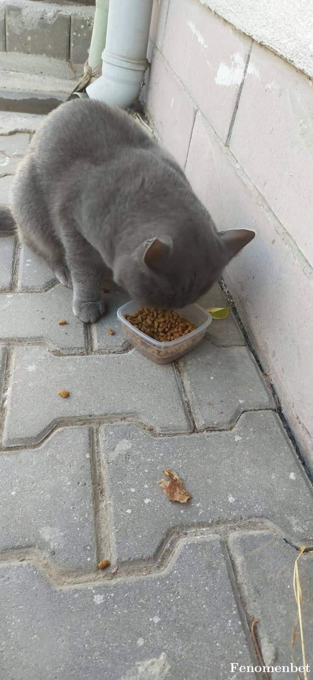 efsaneyunus tarafından paylaşıldı