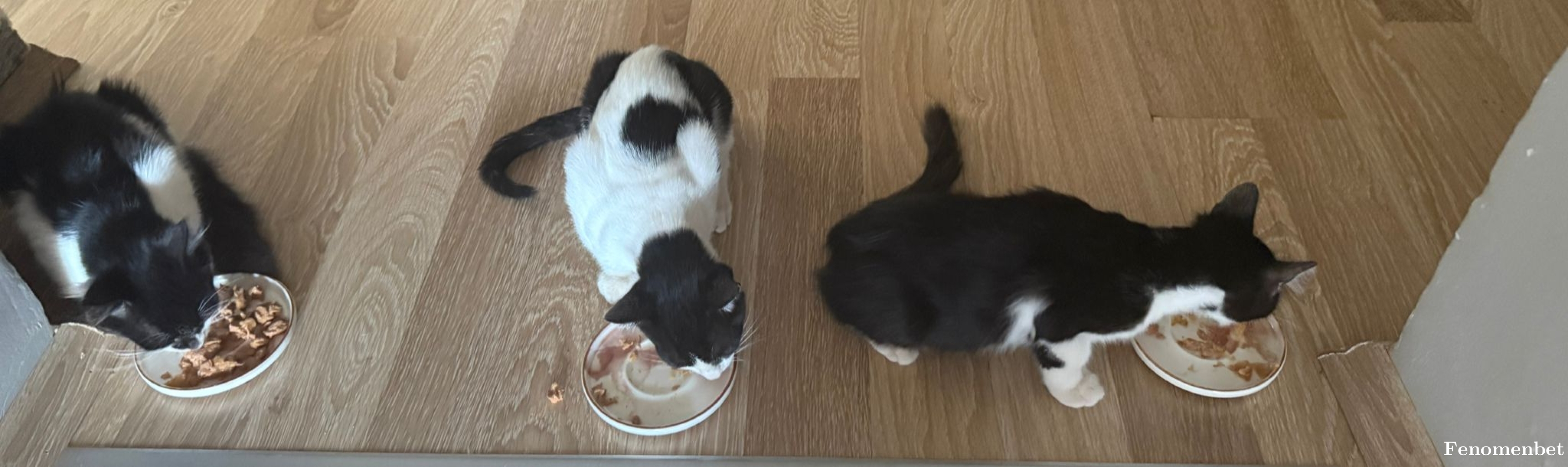 Efeadgzl tarafından paylaşıldı