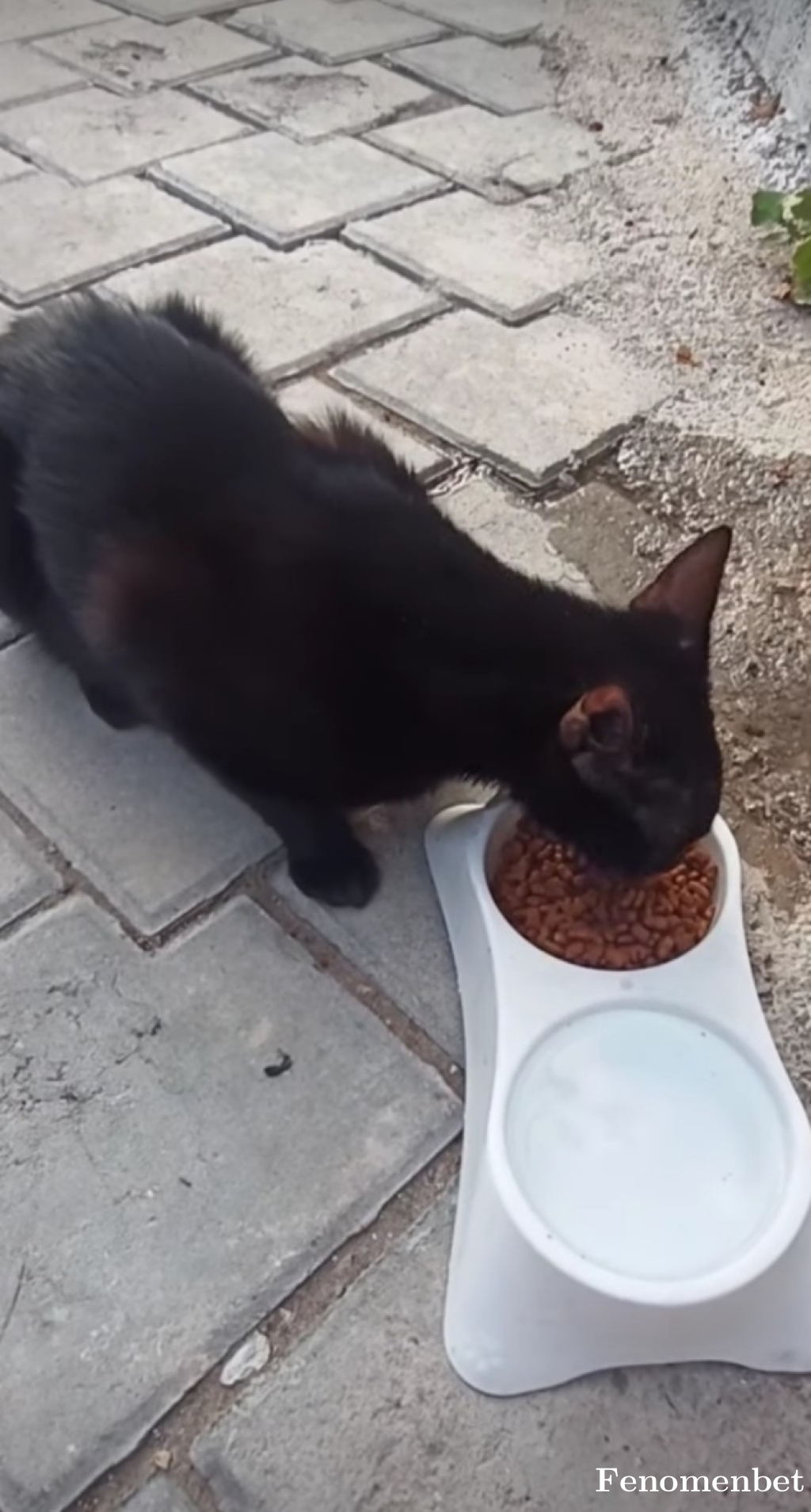 Kellekovalar01 tarafından paylaşıldı