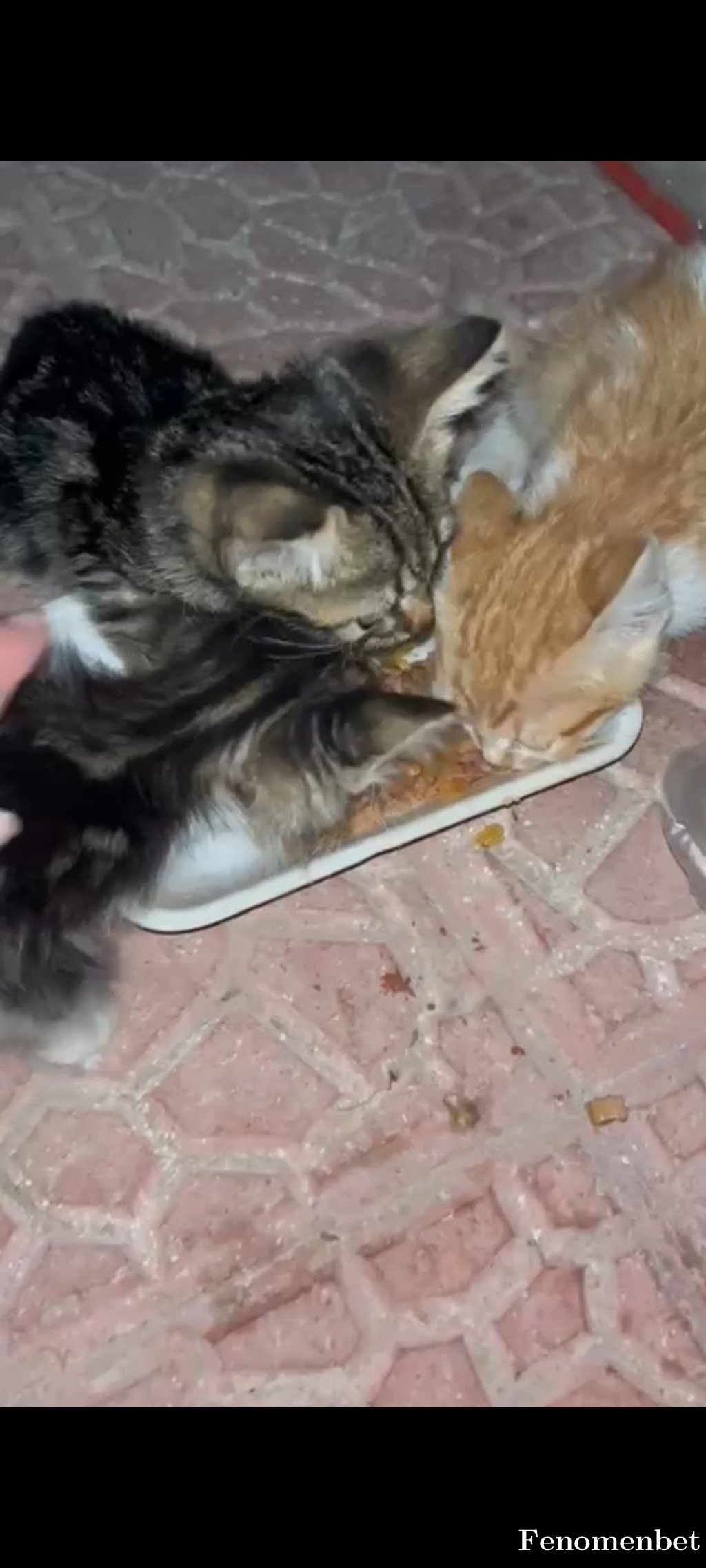 Ozanayse tarafından paylaşıldı