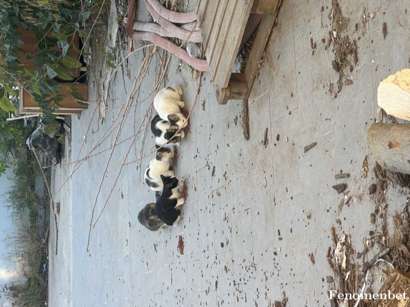 mucxsecc tarafından paylaşıldı