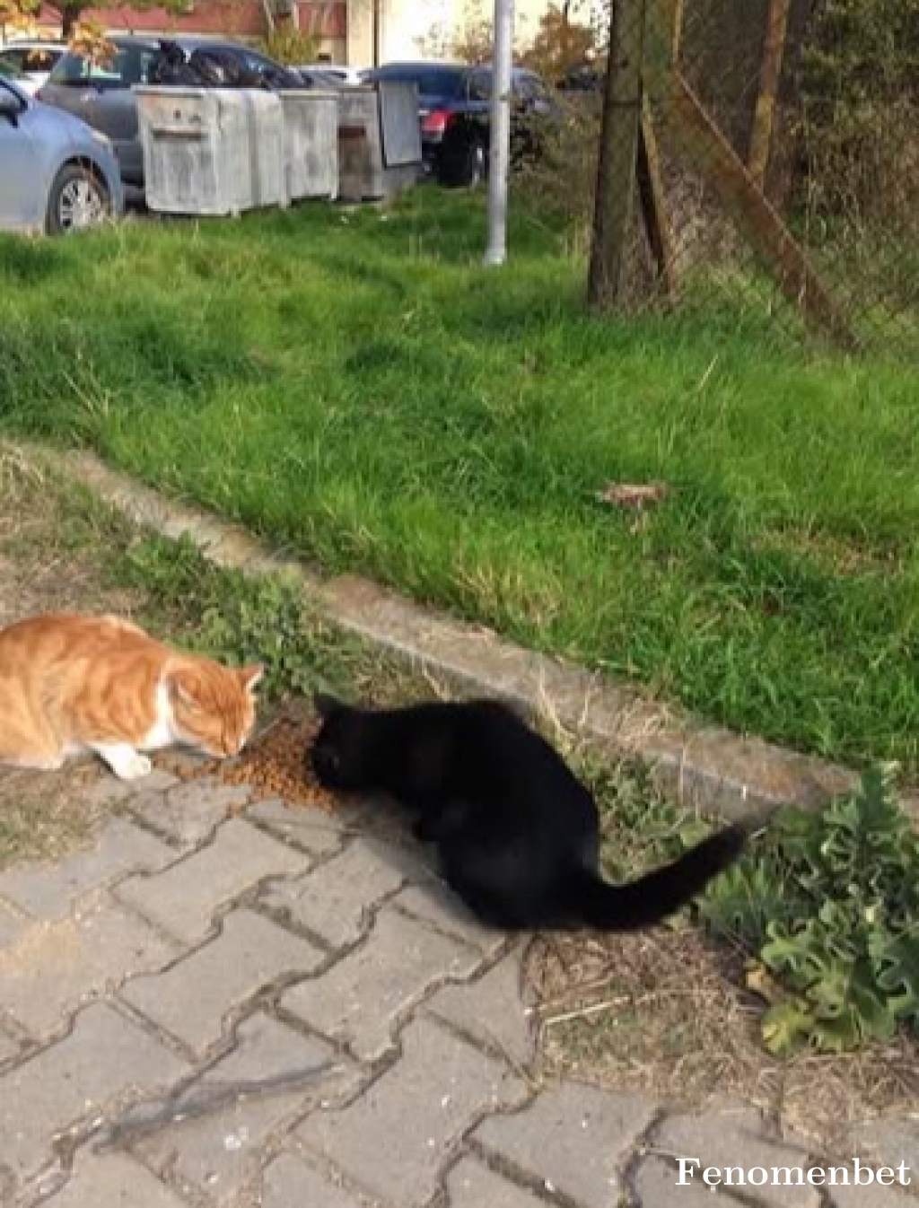 Alvaromeo tarafından paylaşıldı