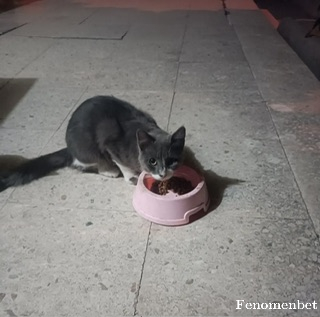 yakuptugcu tarafından paylaşıldı