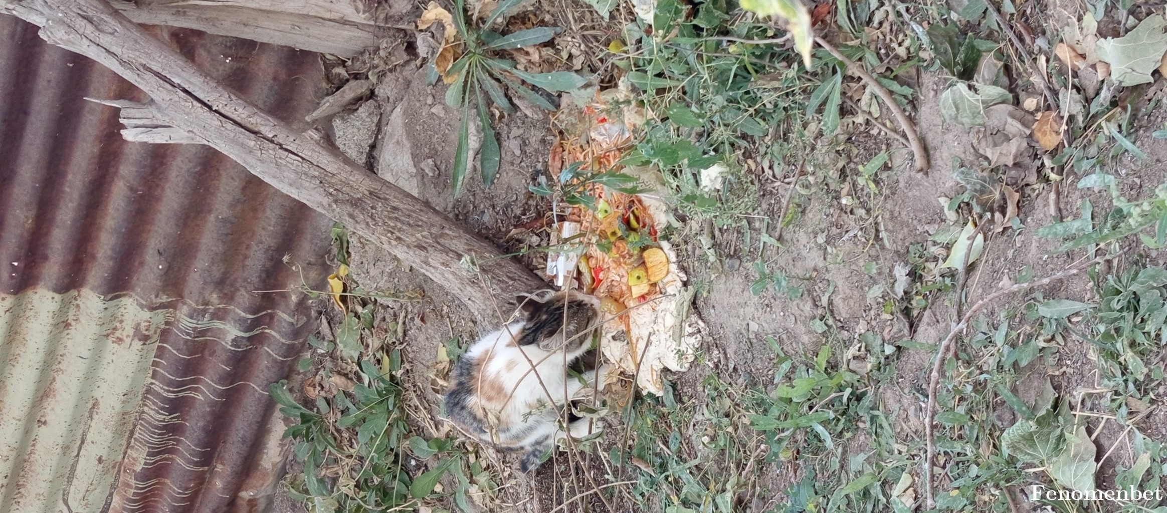 Cllcyln65 tarafından paylaşıldı