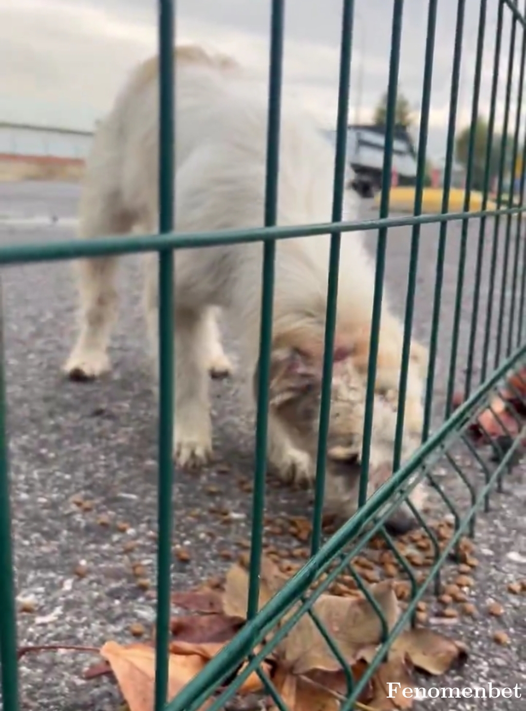 Yusufek1 tarafından paylaşıldı