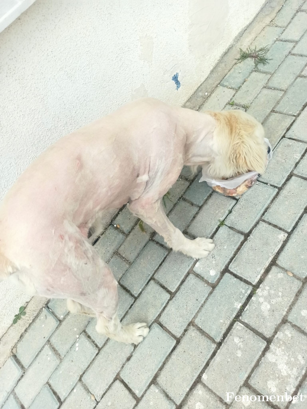 DeLii64  tarafından paylaşıldı